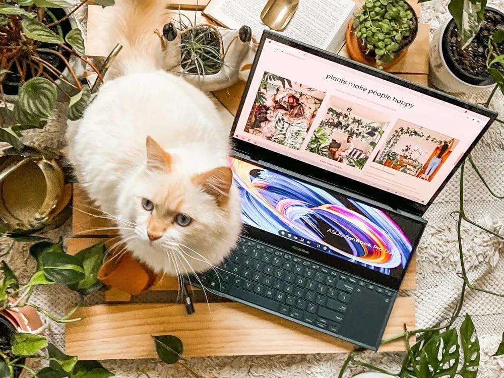cat and laptop on desk