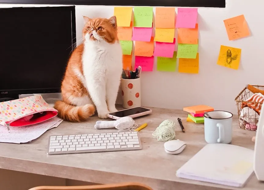 cat on desk with post it notes