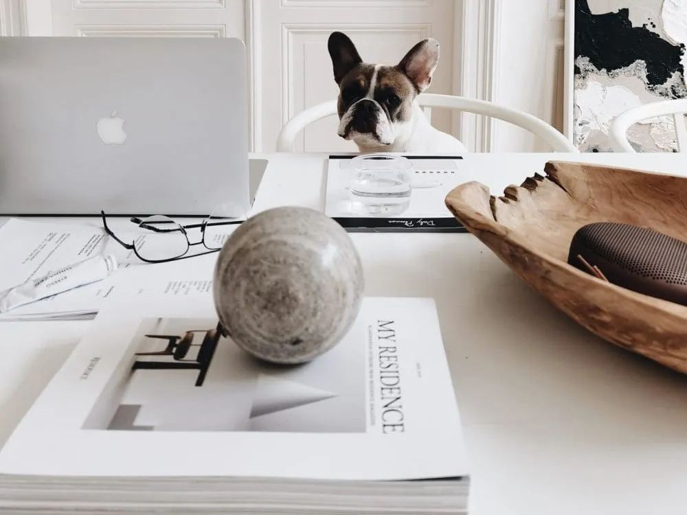 dog sitting at a desk with apple mac