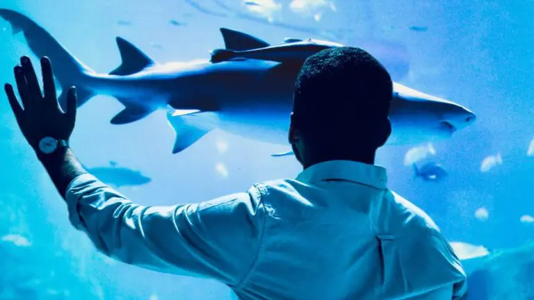 man in front of shark in aquarium