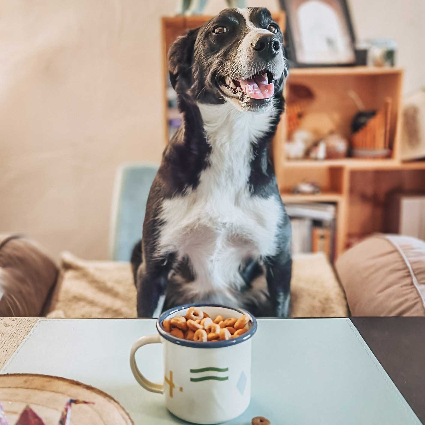 Read this if you want your pet to be Insta famous