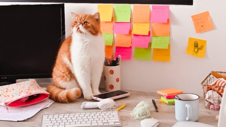 cat on desk with post it notes
